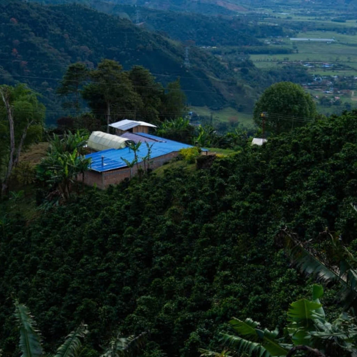 Cultivares farm