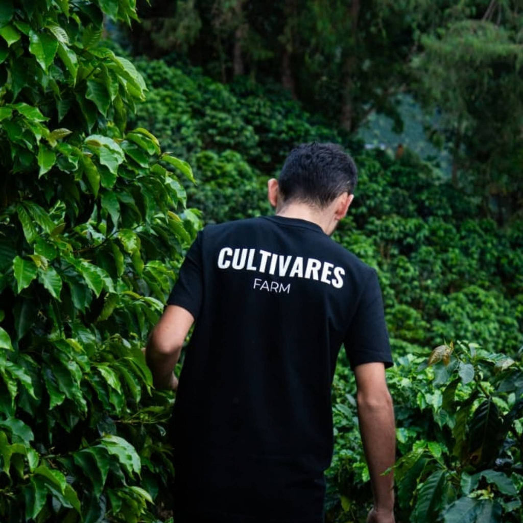 Santiago on Cultivares farm