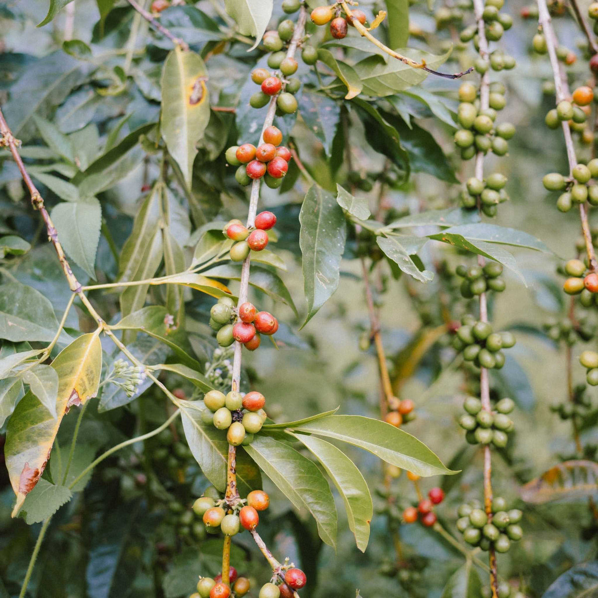 Ethiopia Kebena EA Decaf