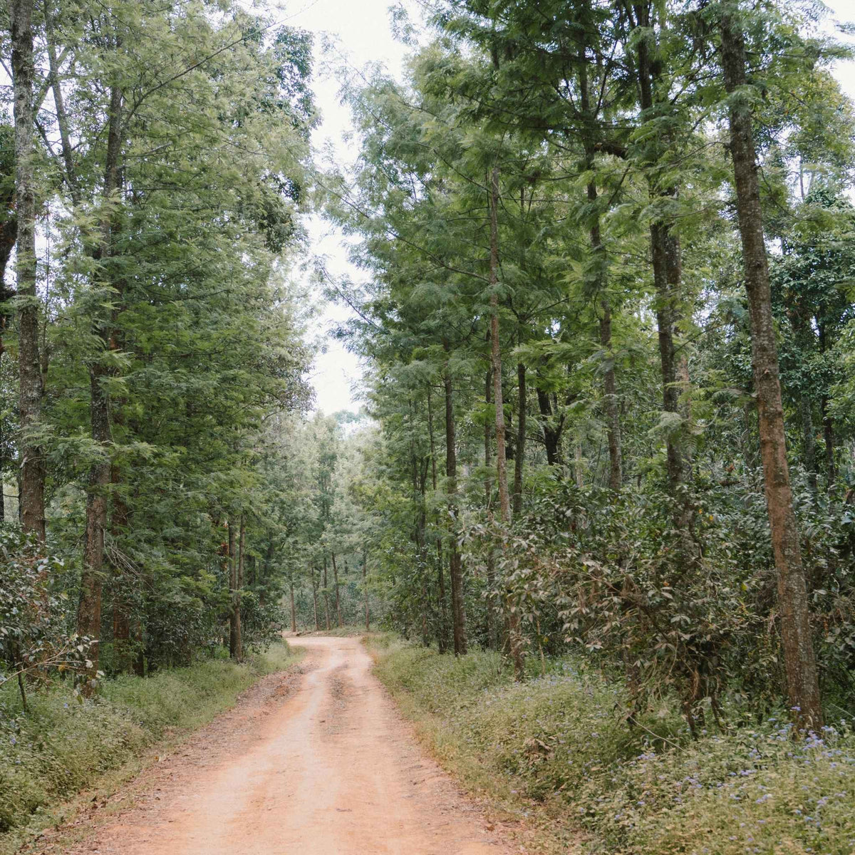 Ethiopia Kebena EA Decaf