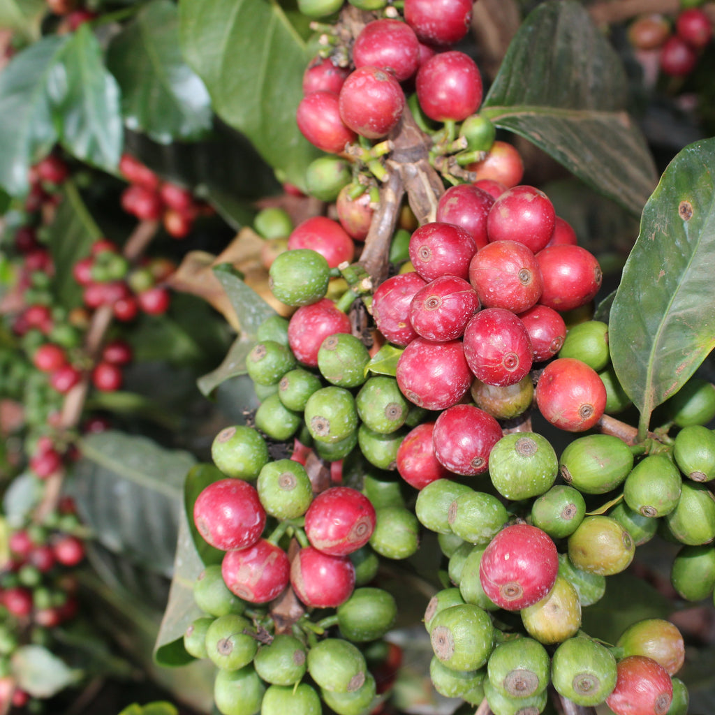 Close up shot of Arabica Cherry Tree, mix of ripe and unripe cherries