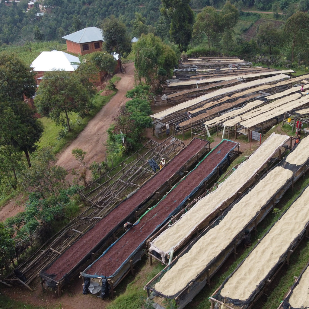 Aerial view of Migoti hill Washing station drying beds. Kerb Kollective