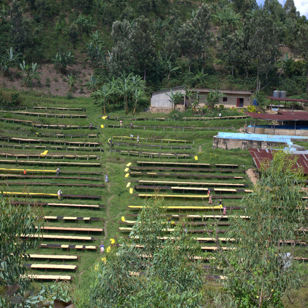 Long distance picture of Rwandan washing station