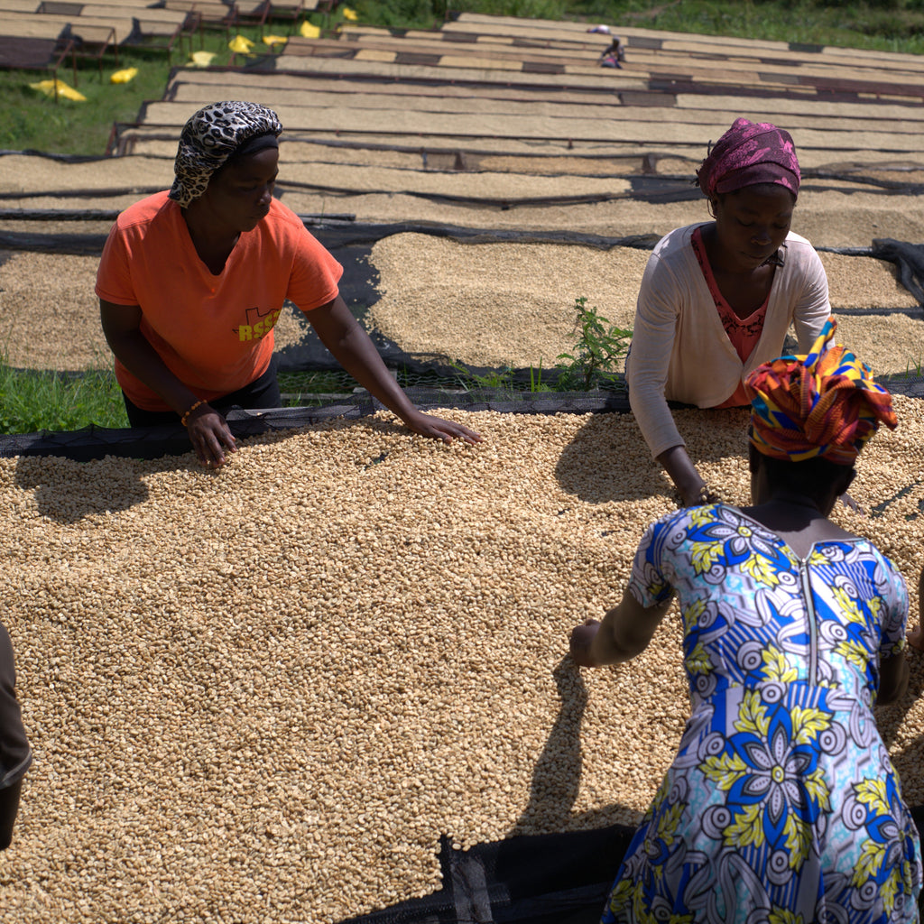four women sorting coffee in Rwandan washing station