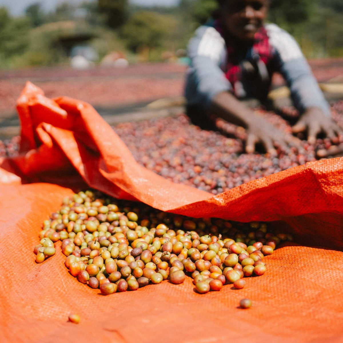 Ethiopia Shoondhisa