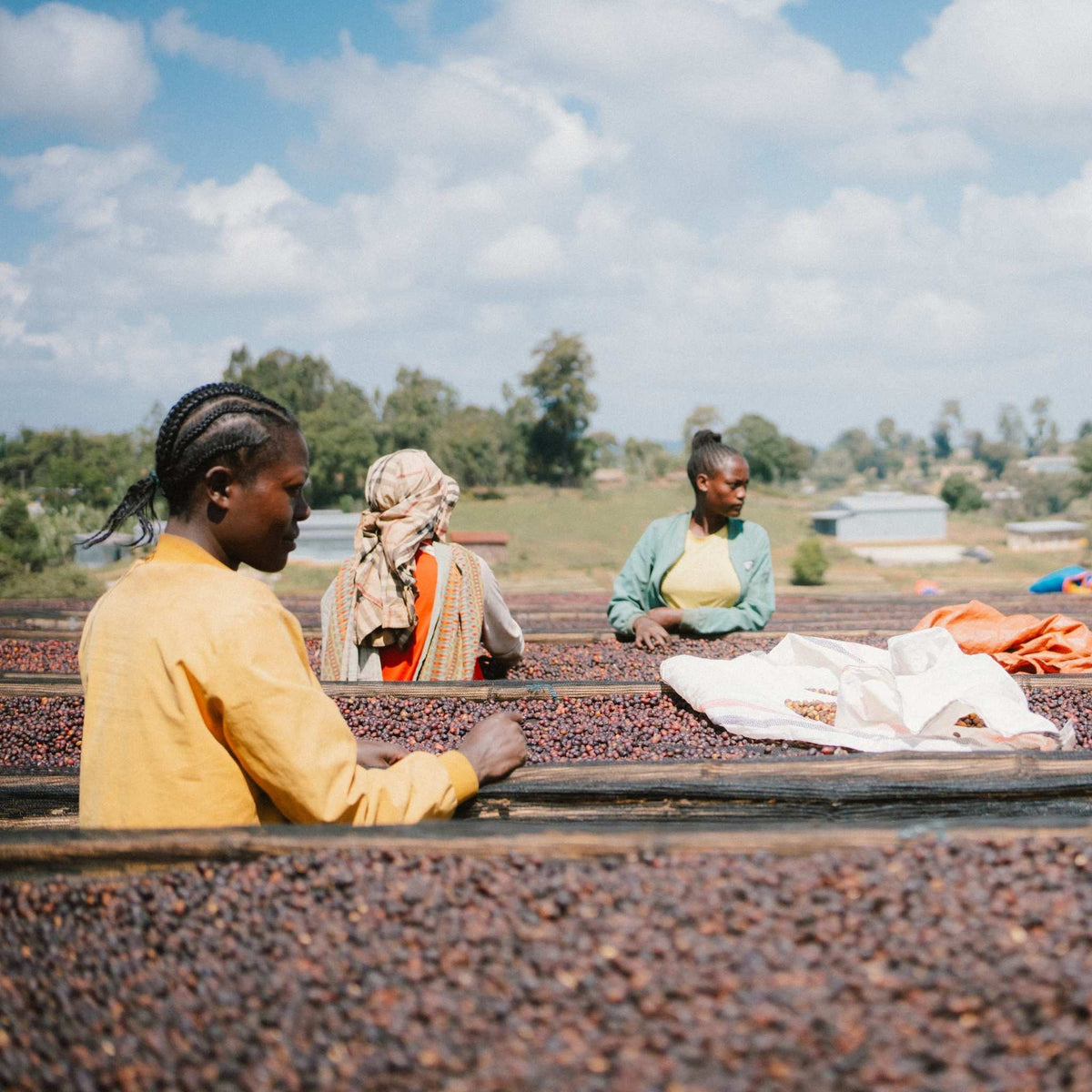 Ethiopia Shoondhisa