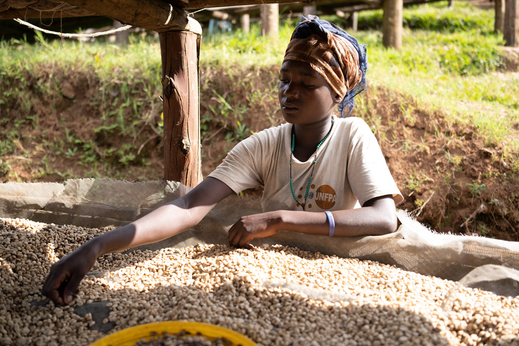 Person sorting coffee beans at Migoti Hill washing station. Kerb Kollective